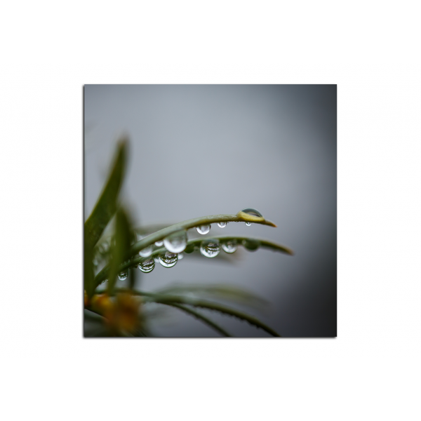 Obraz na plátně - Kapky na jehličí - čtverec